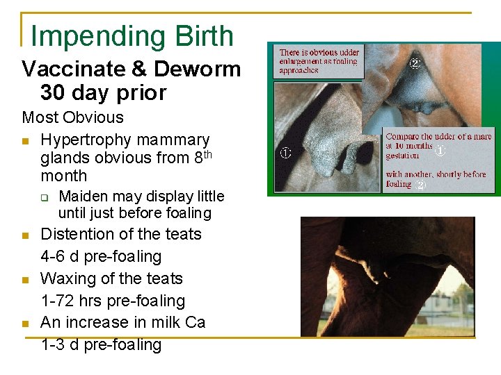 Impending Birth Vaccinate & Deworm 30 day prior Most Obvious n Hypertrophy mammary glands