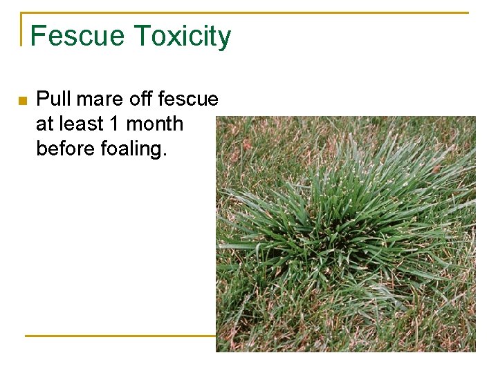 Fescue Toxicity n Pull mare off fescue at least 1 month before foaling. 