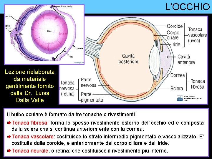 L'OCCHIO Lezione rielaborata da materiale gentilmente fornito dalla Dr. Luisa Dalla Valle Il bulbo