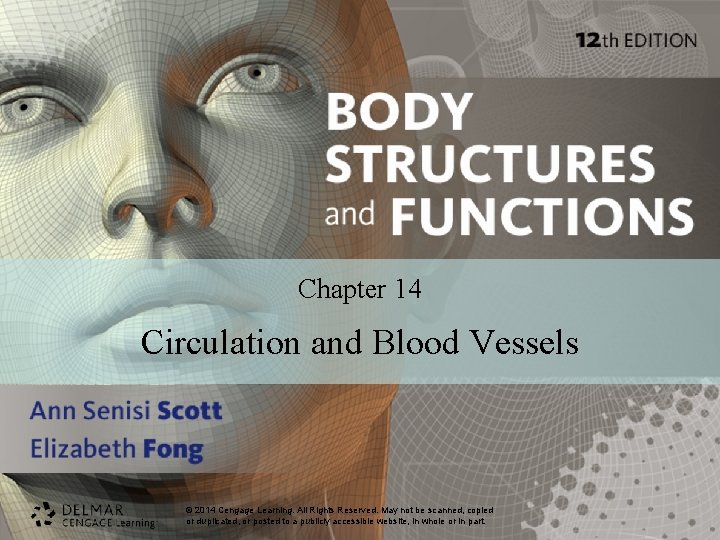Chapter 14 Circulation and Blood Vessels © 2014 2013 Cengage Learning. All Rights Reserved.