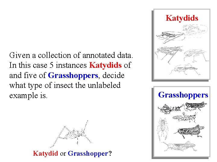Katydids Given a collection of annotated data. In this case 5 instances Katydids of Katydids Given a collection of annotated data. In this case 5 instances Katydids of