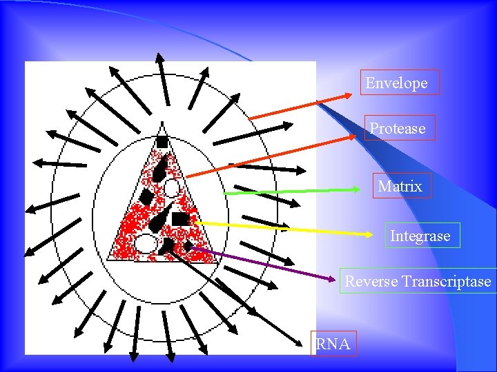 Envelope Protease Matrix Integrase Reverse Transcriptase RNA 