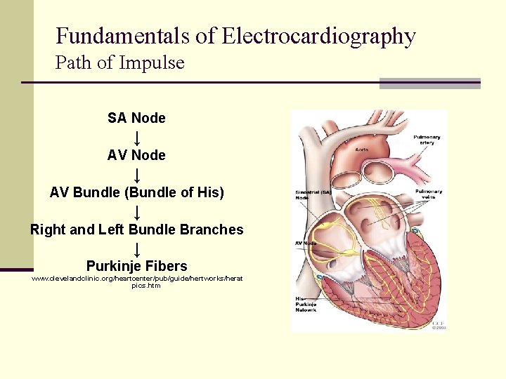Fundamentals of Electrocardiography Path of Impulse SA Node ↓ AV Bundle (Bundle of His) Fundamentals of Electrocardiography Path of Impulse SA Node ↓ AV Bundle (Bundle of His)
