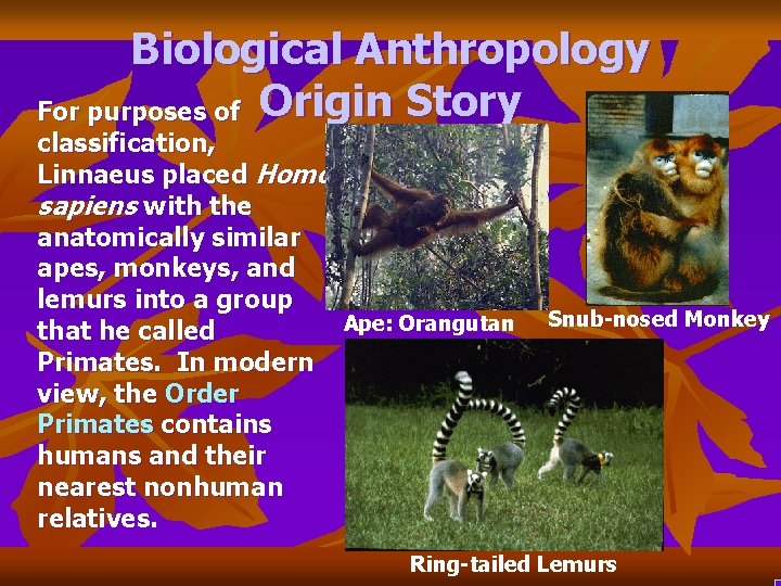 Biological Anthropology For purposes of Origin Story classification, Linnaeus placed Homo sapiens with the