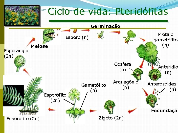 Ciclo de vida: Pteridófitas Germinação Prótalo gametófito (n) Esporângio (2 n) Meiose Oosfera (n)