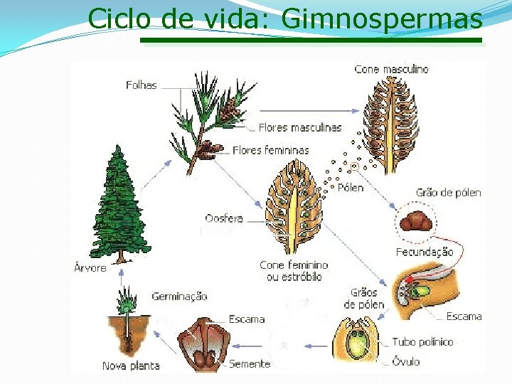 Ciclo de vida: Gimnospermas 