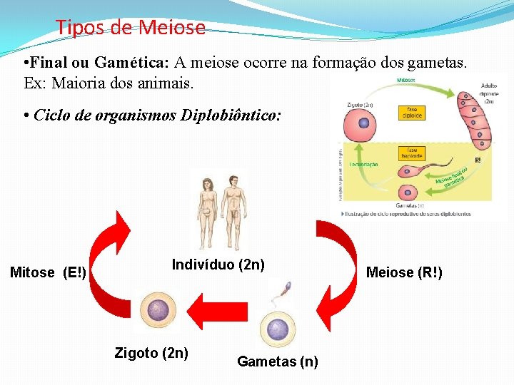 Tipos de Meiose • Final ou Gamética: A meiose ocorre na formação dos gametas.