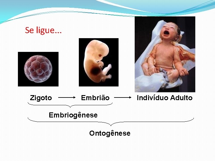 Se ligue. . . Zigoto Embrião Embriogênese Ontogênese Indivíduo Adulto 