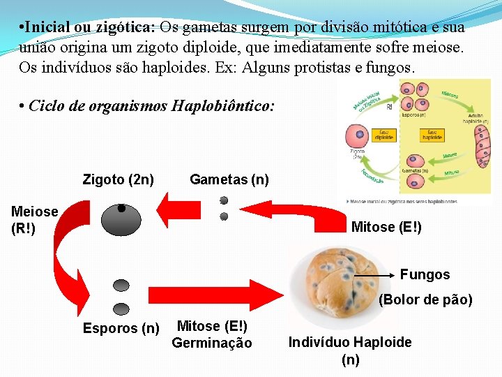  • Inicial ou zigótica: Os gametas surgem por divisão mitótica e sua união