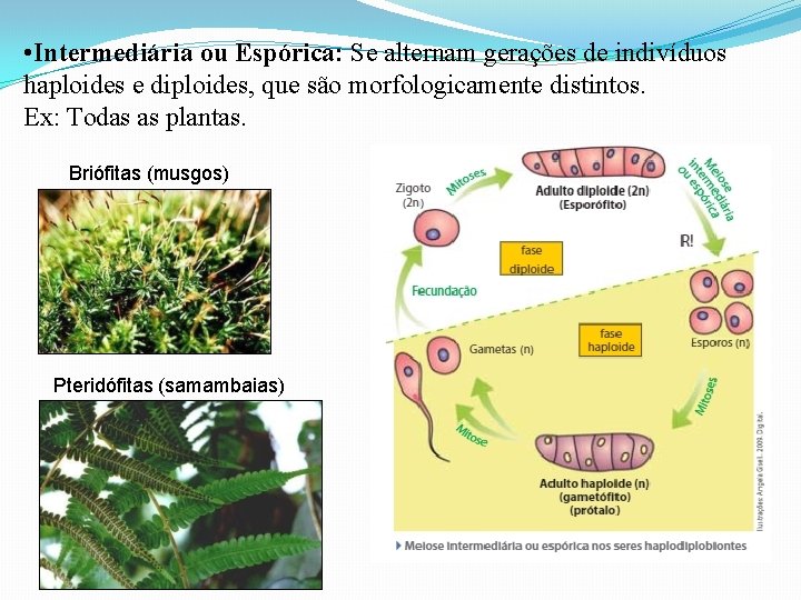  • Intermediária ou Espórica: Se alternam gerações de indivíduos haploides e diploides, que