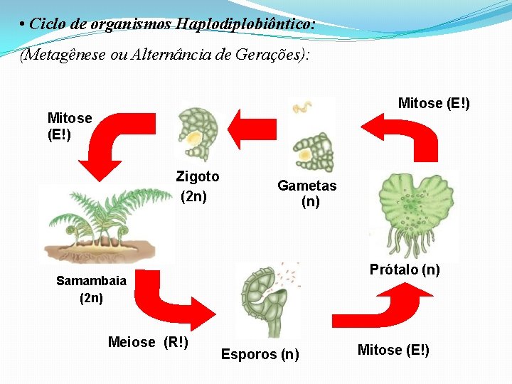  • Ciclo de organismos Haplodiplobiôntico: (Metagênese ou Alternância de Gerações): Mitose (E!) Zigoto