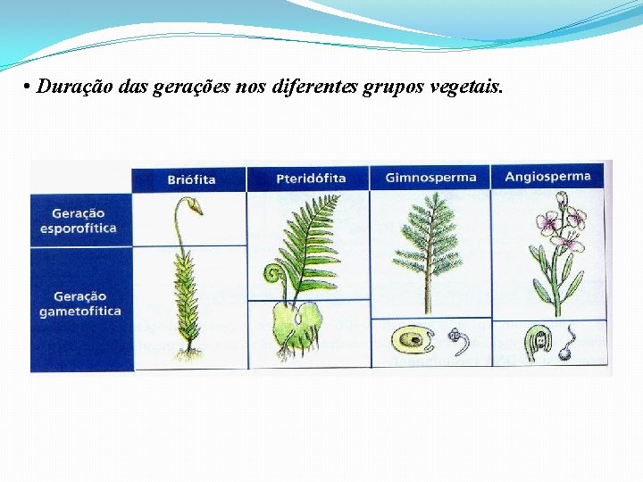  • Duração das gerações nos diferentes grupos vegetais. 