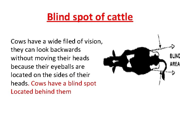 Blind spot of cattle Cows have a wide filed of vision, they can look