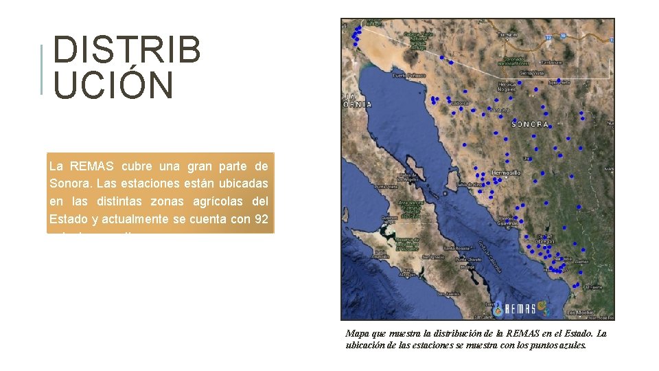 DISTRIB UCIÓN La REMAS cubre una gran parte de Sonora. Las estaciones están ubicadas