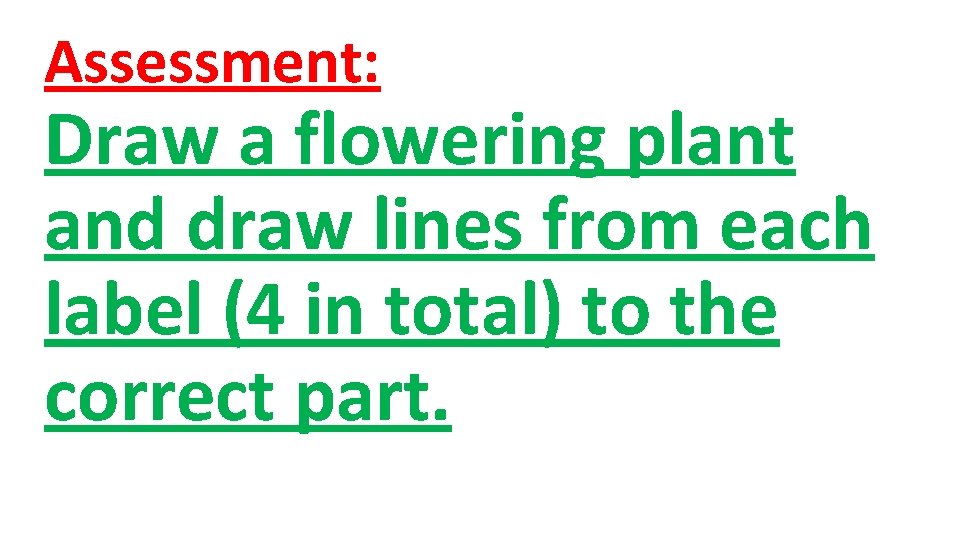 Assessment: Draw a flowering plant and draw lines from each label (4 in total)