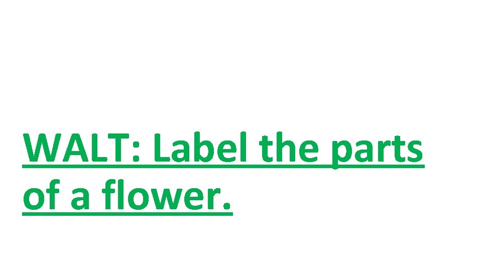 WALT: Label the parts of a flower. 