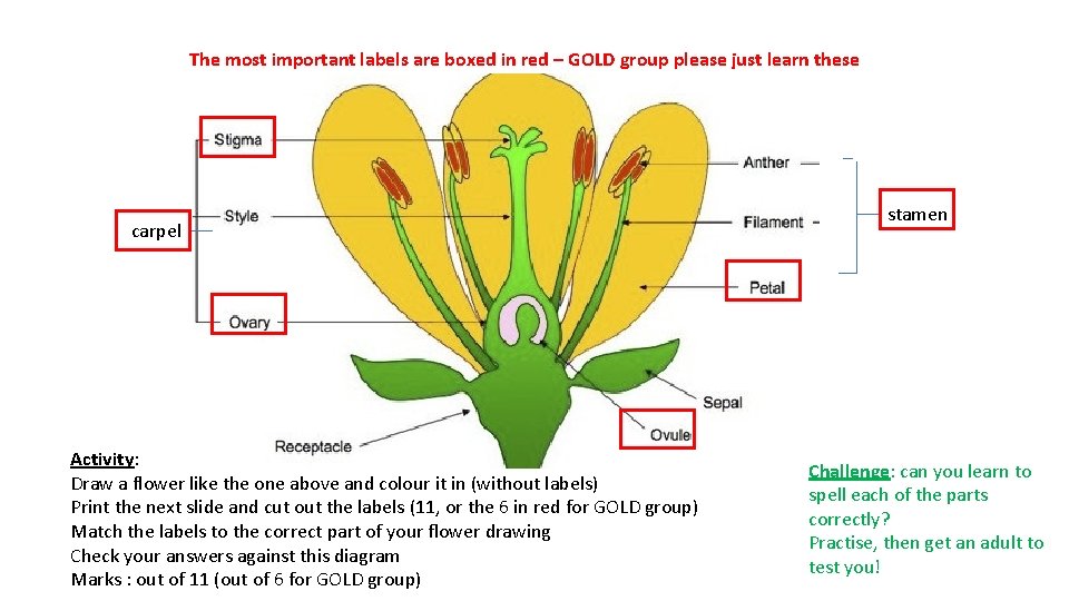 The most important labels are boxed in red – GOLD group please just learn