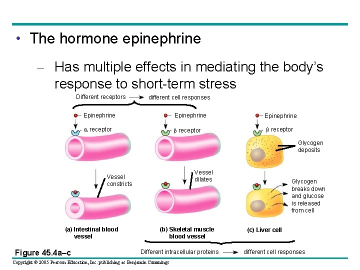  • The hormone epinephrine – Has multiple effects in mediating the body’s response