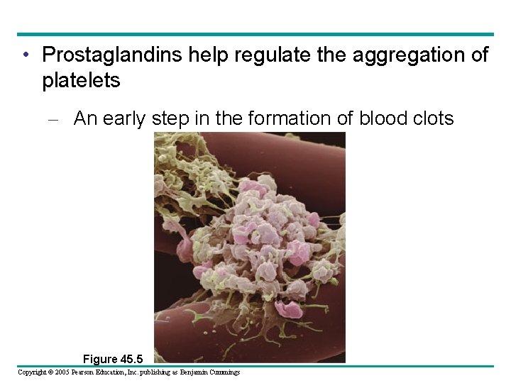  • Prostaglandins help regulate the aggregation of platelets – An early step in