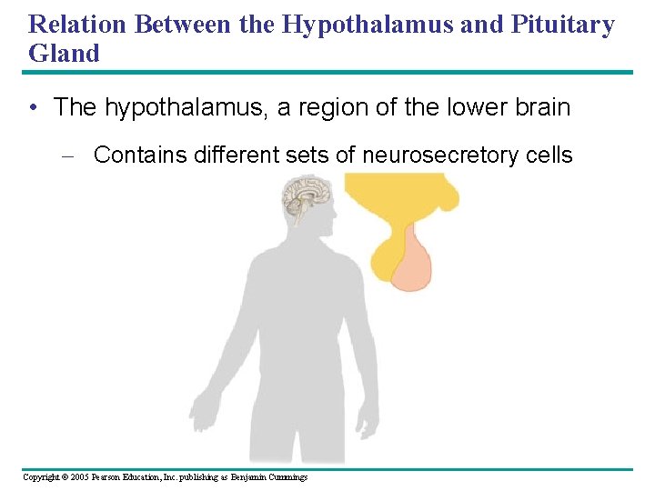 Relation Between the Hypothalamus and Pituitary Gland • The hypothalamus, a region of the