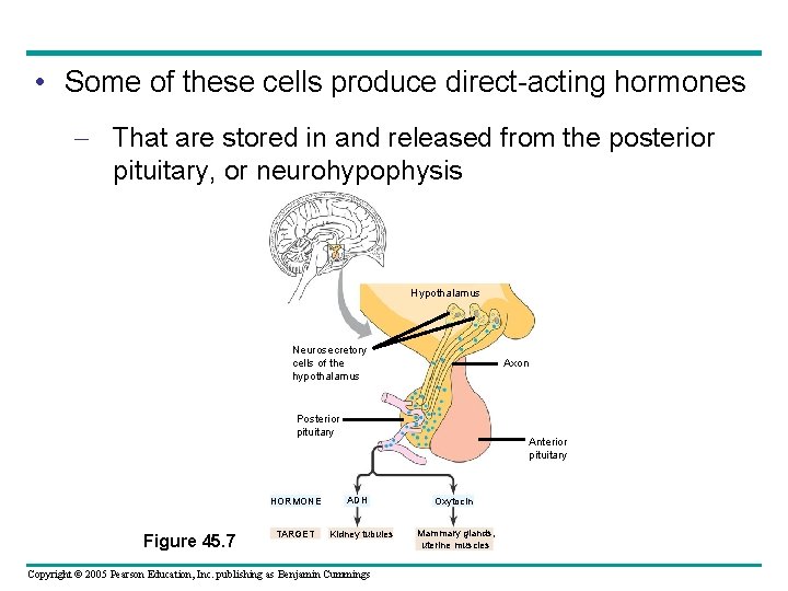  • Some of these cells produce direct-acting hormones – That are stored in