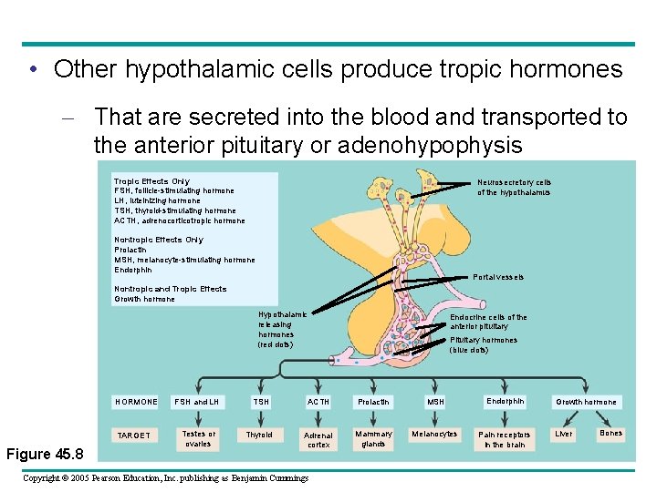  • Other hypothalamic cells produce tropic hormones – That are secreted into the