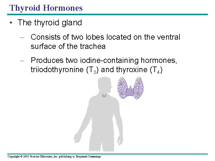 Thyroid Hormones • The thyroid gland – Consists of two lobes located on the