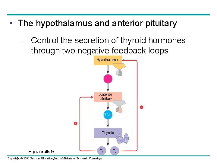  • The hypothalamus and anterior pituitary – Control the secretion of thyroid hormones