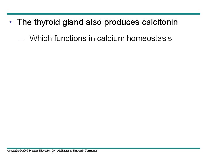  • The thyroid gland also produces calcitonin – Which functions in calcium homeostasis