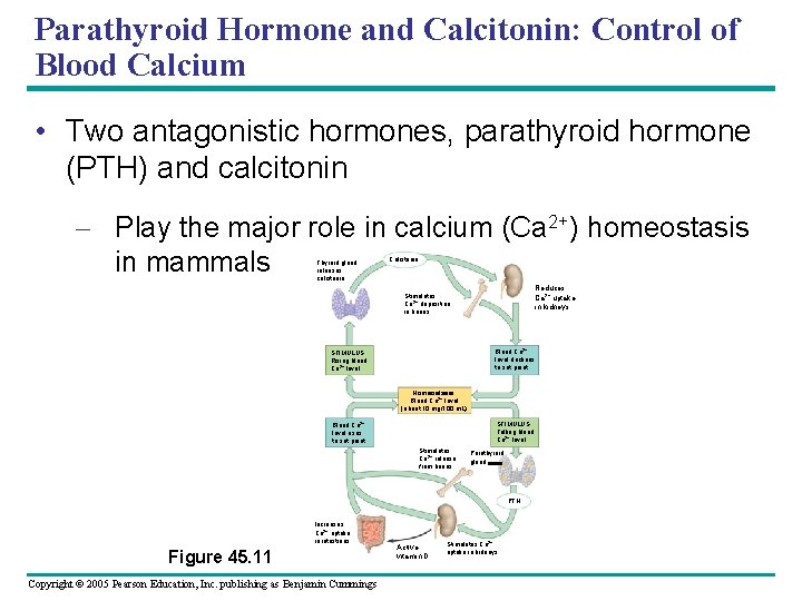 Parathyroid Hormone and Calcitonin: Control of Blood Calcium • Two antagonistic hormones, parathyroid hormone