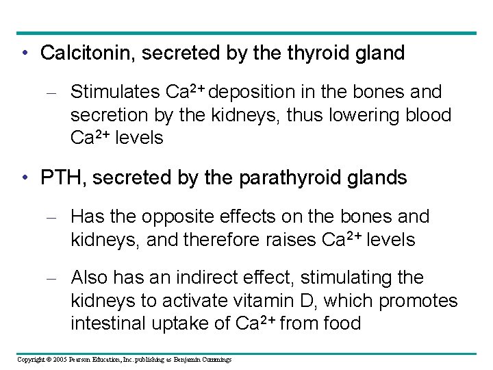  • Calcitonin, secreted by the thyroid gland – Stimulates Ca 2+ deposition in