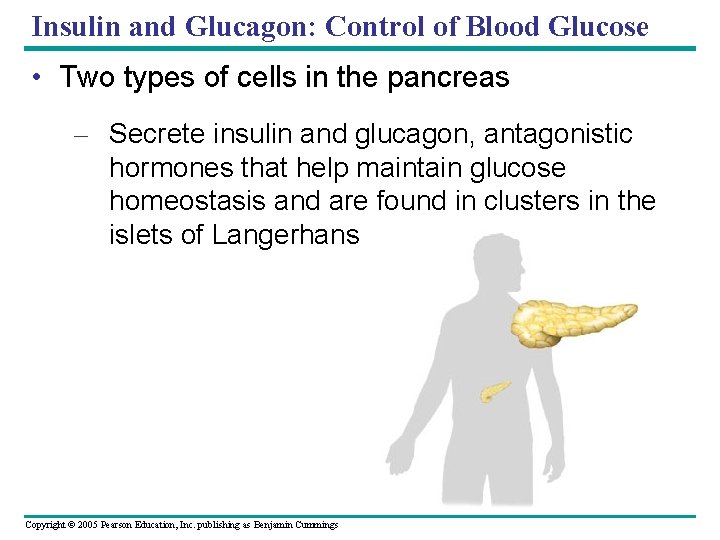 Insulin and Glucagon: Control of Blood Glucose • Two types of cells in the