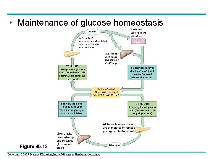  • Maintenance of glucose homeostasis Body cells take up more glucose. Insulin Beta