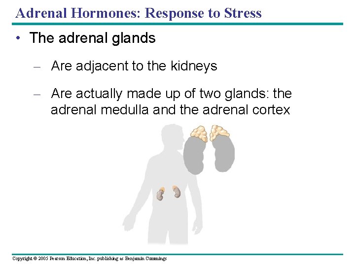 Adrenal Hormones: Response to Stress • The adrenal glands – Are adjacent to the