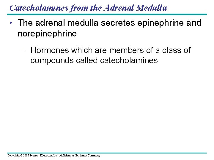 Catecholamines from the Adrenal Medulla • The adrenal medulla secretes epinephrine and norepinephrine –