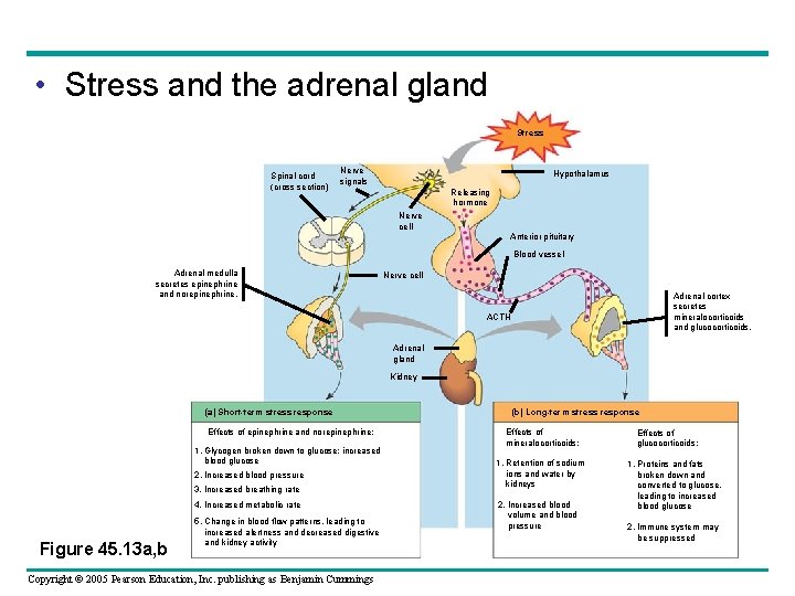  • Stress and the adrenal gland Stress Spinal cord (cross section) Nerve signals