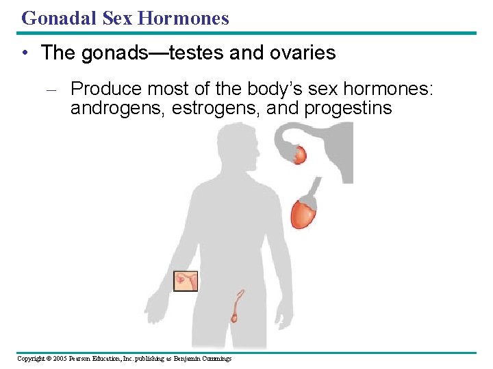 Gonadal Sex Hormones • The gonads—testes and ovaries – Produce most of the body’s