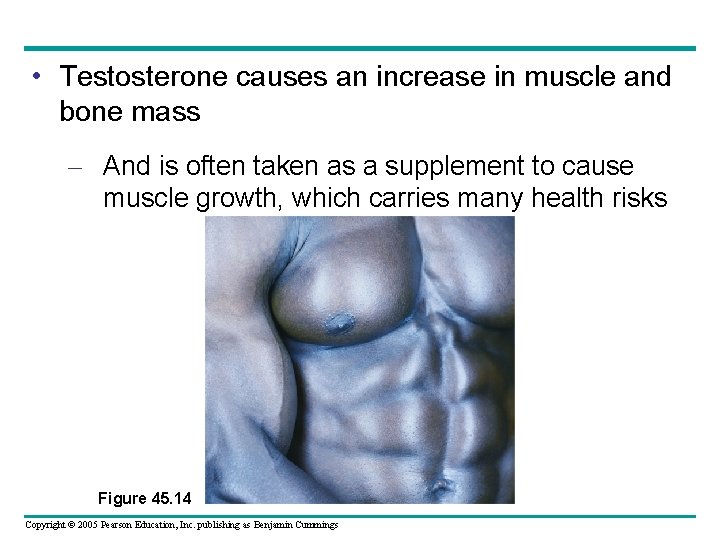  • Testosterone causes an increase in muscle and bone mass – And is