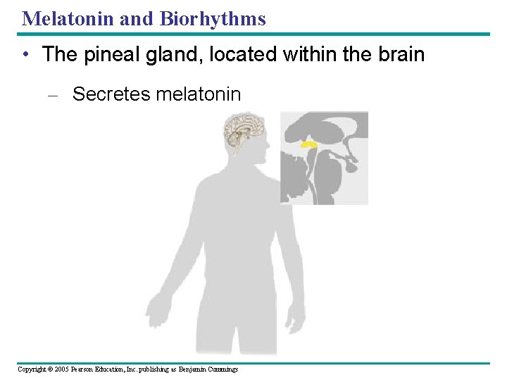 Melatonin and Biorhythms • The pineal gland, located within the brain – Secretes melatonin