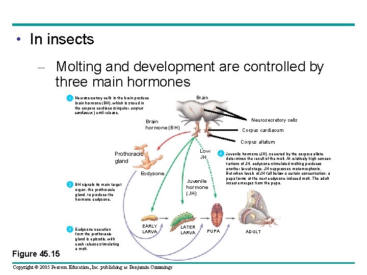  • In insects – Molting and development are controlled by three main hormones