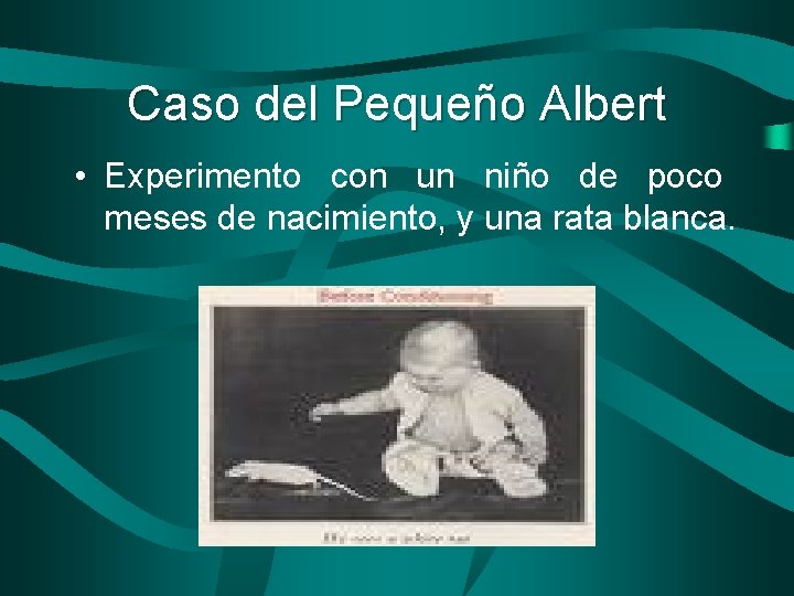 Caso del Pequeño Albert • Experimento con un niño de poco meses de nacimiento,