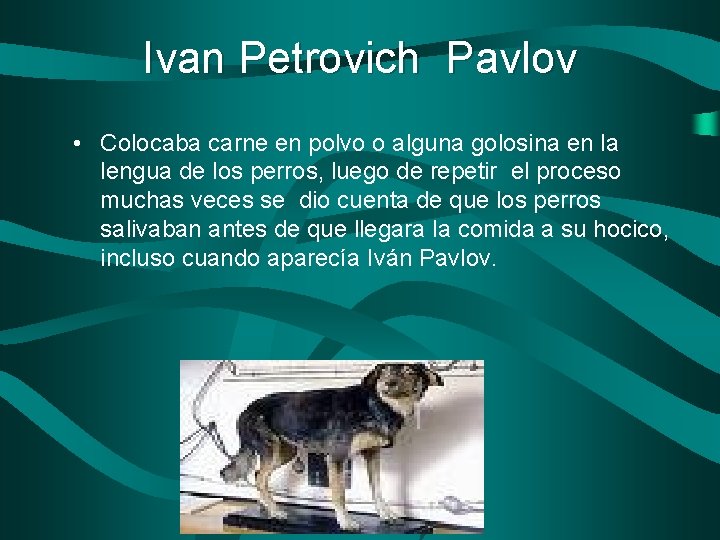 Ivan Petrovich Pavlov • Colocaba carne en polvo o alguna golosina en la lengua