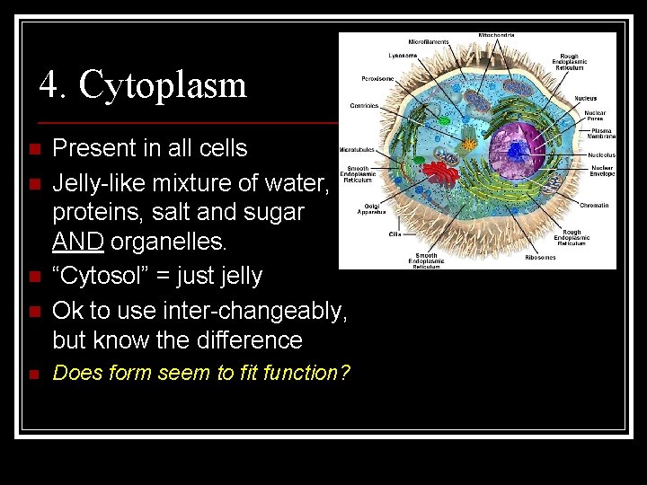 4. Cytoplasm n n n Present in all cells Jelly-like mixture of water, proteins,