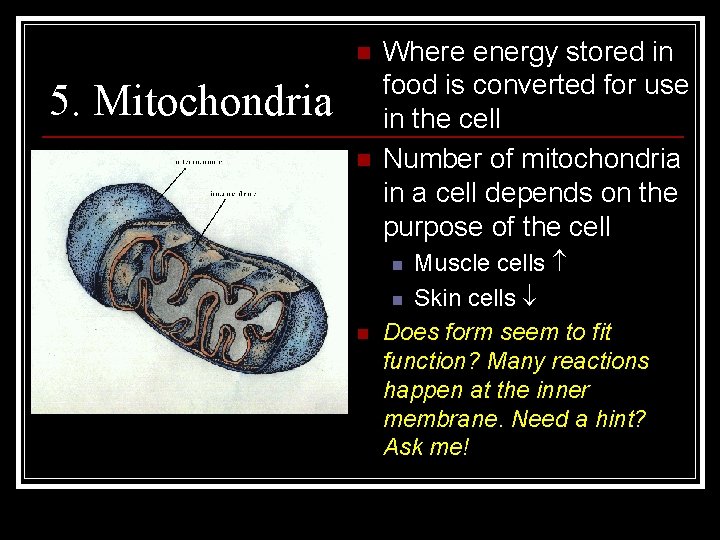 n 5. Mitochondria n Where energy stored in food is converted for use in