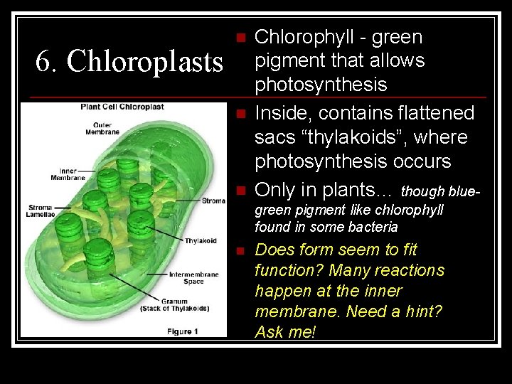6. Chloroplasts n n n Chlorophyll - green pigment that allows photosynthesis Inside, contains