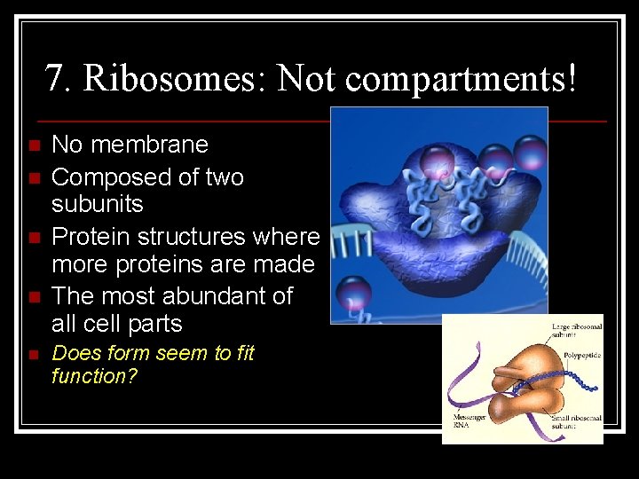 7. Ribosomes: Not compartments! n n n No membrane Composed of two subunits Protein