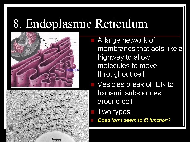 8. Endoplasmic Reticulum n A large network of membranes that acts like a highway