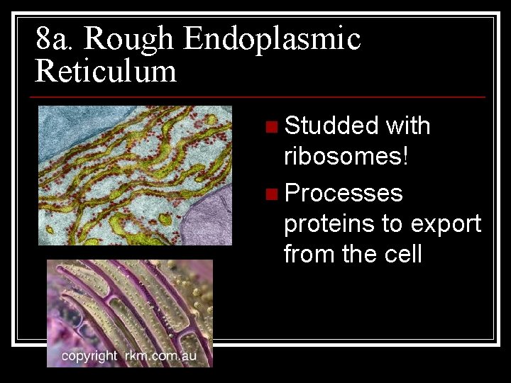 8 a. Rough Endoplasmic Reticulum n Studded with ribosomes! n Processes proteins to export