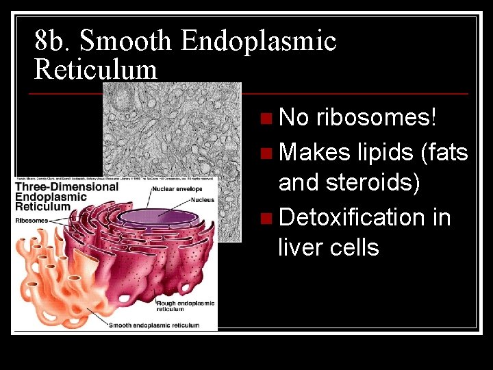 8 b. Smooth Endoplasmic Reticulum n No ribosomes! n Makes lipids (fats and steroids)