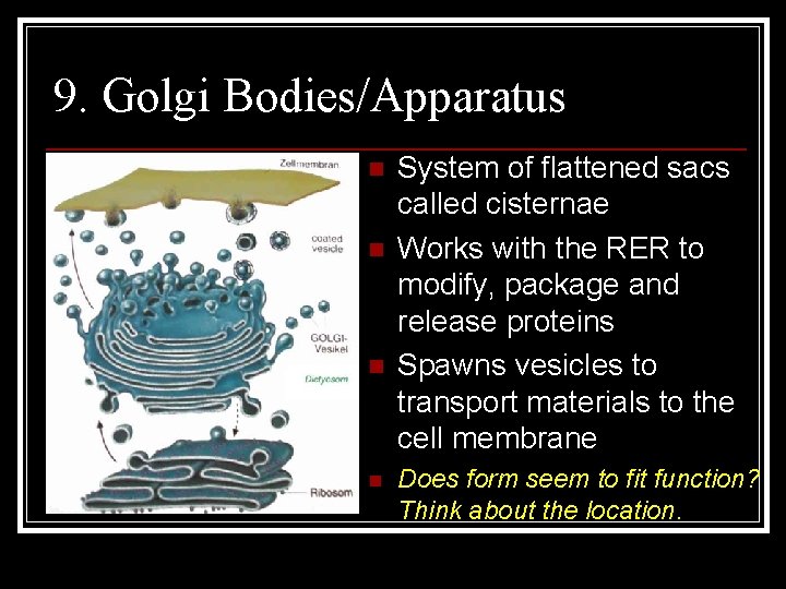 9. Golgi Bodies/Apparatus n n System of flattened sacs called cisternae Works with the